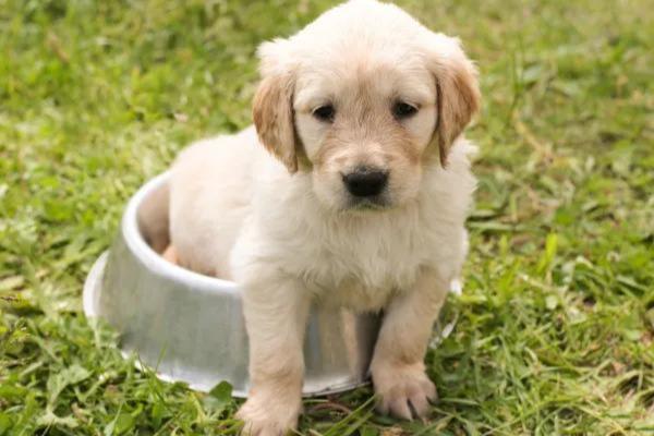 Ciclo de vida del perro - Cachorros destetados