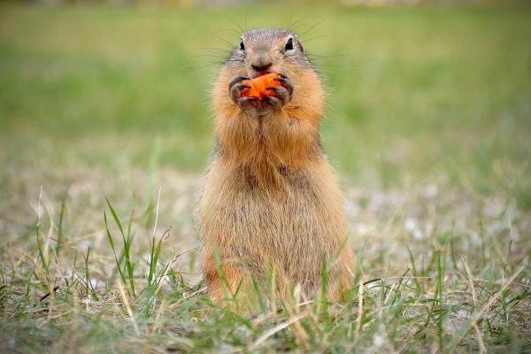 Marmota: características, hábitat y alimentación - Alimentación de las marmotas