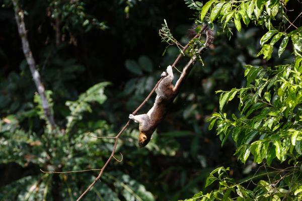 Animales con cola larga - Ardilla gigante pálida (Ratufa affinis)
