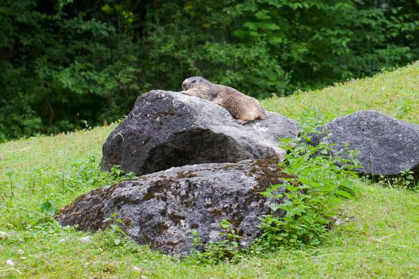 Marmota: características, hábitat y alimentación - Hábitat de las marmotas