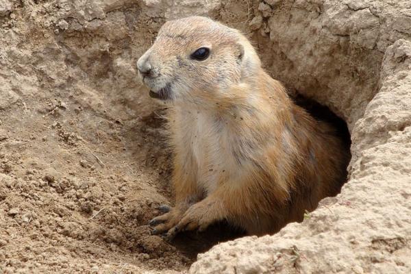 Marmota: características, hábitat y alimentación - Comportamiento de las marmotas