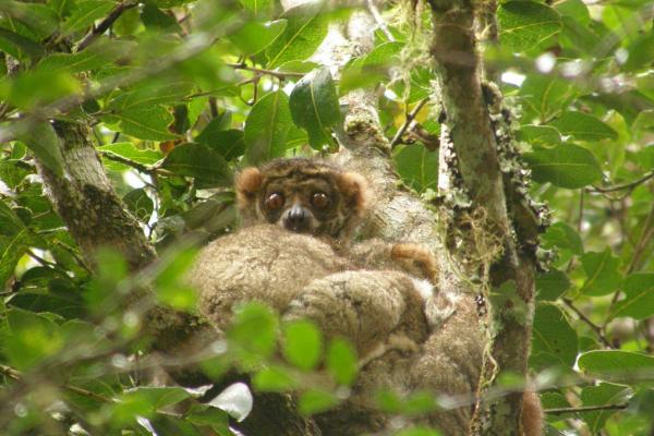 ¿Está el lémur en peligro de extinción? - Explotación forestal