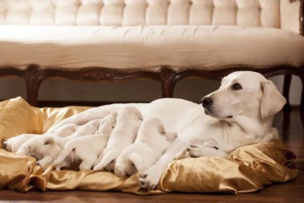 Ciclo de vida del perro - Cachorros lactantes
