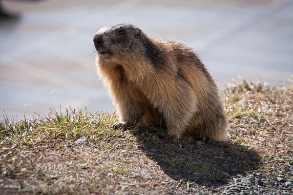 土拨鼠（Marmota）全解：形态特征、分布与生态习性