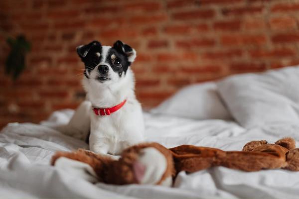 Ciclo de vida del perro - Adolescencia o maduración sexual