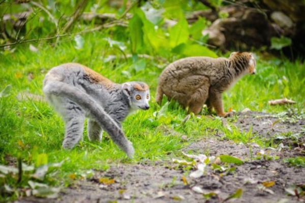 ¿Está el lémur en peligro de extinción? - Fragmentación de los bosques