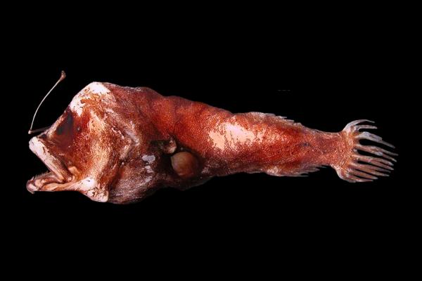 Pez linterna: características, hábitat y alimentación - Alimentación del pez linterna
