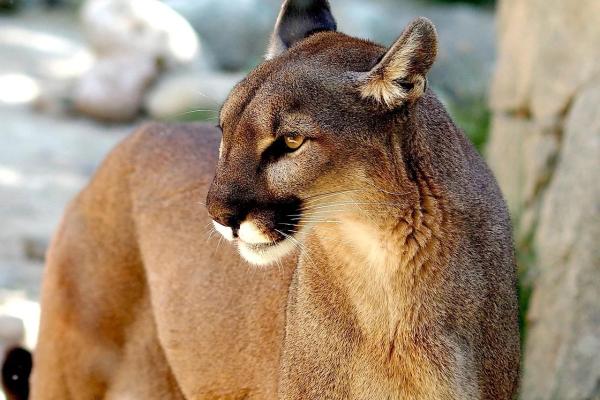 Animales que saltan alto - Puma (Puma concolor)