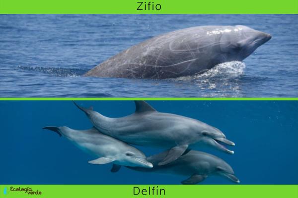Zifios: qué son y diferencias con los delfines - Diferencias entre zifios y delfines