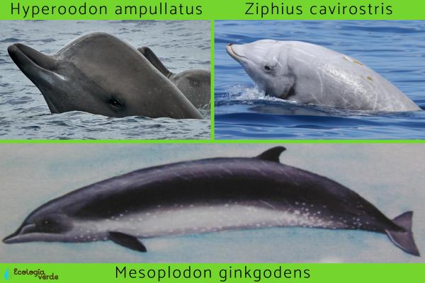 Zifios: qué son y diferencias con los delfines - Tipos de zifios 