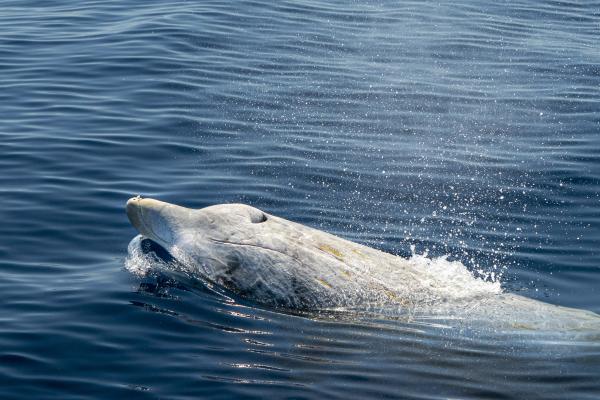 Zifios: qué son y diferencias con los delfines - Qué son los zifios y sus características