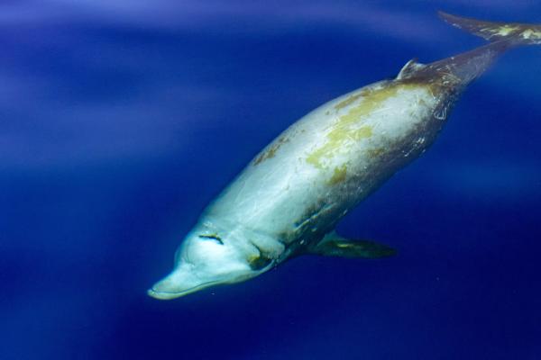 Zifios: qué son y diferencias con los delfines