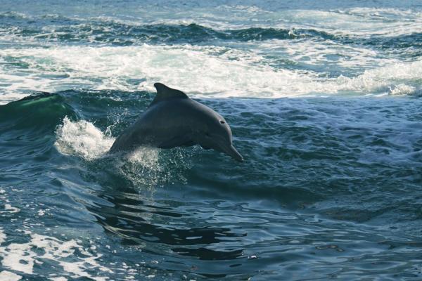 Animales que saltan alto - Delfines (familia Delphinidae) 