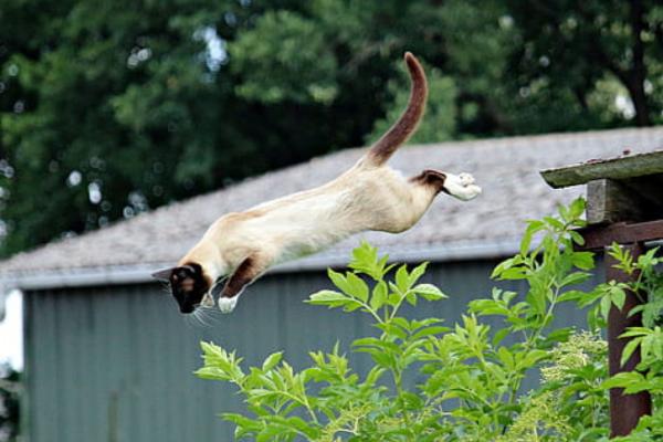 Animales que saltan alto - Gato (Felis silvestris catus)
