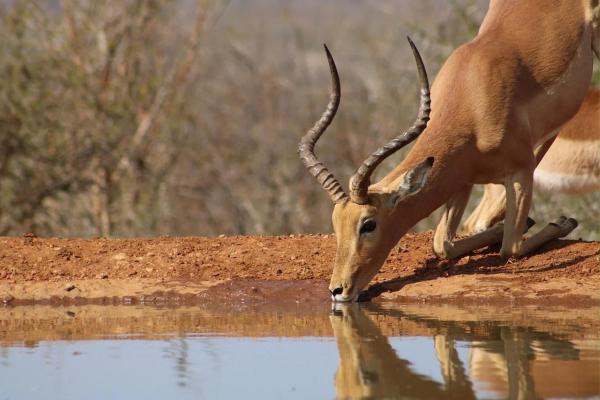 Animales que saltan alto - Impala (Aepyceros melampus)