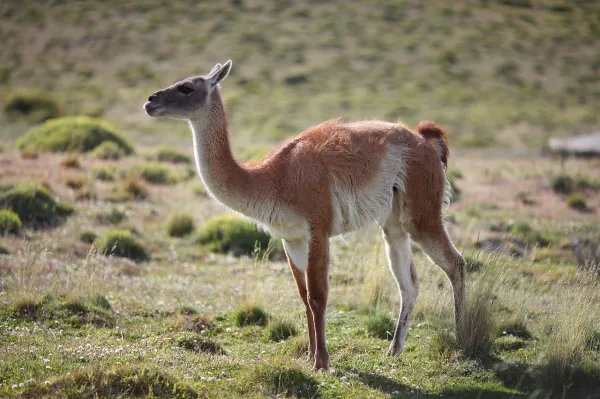 关心南美野生骆驼：原驼（Guanaco）的特征、食性与繁殖方式