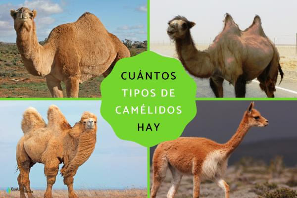 Camélidos: qué son y ejemplos