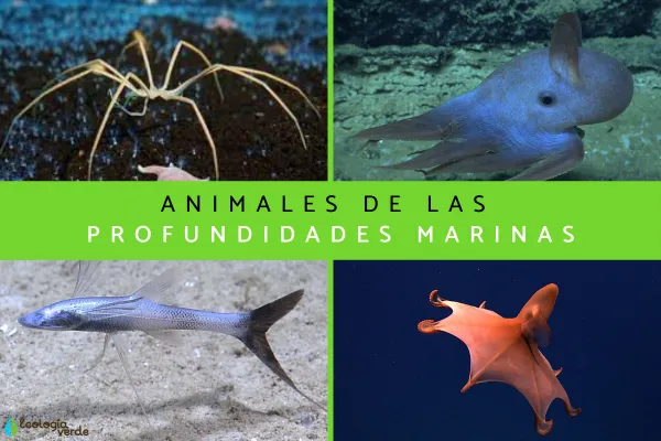 深海动物：13种极端环境下的奇异生物