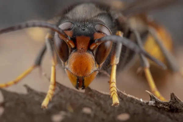 亚洲大黄蜂（Vespa velutina）：外形特征、蜂巢结构与蜇伤危害