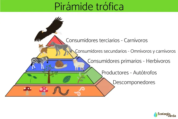 4.webp