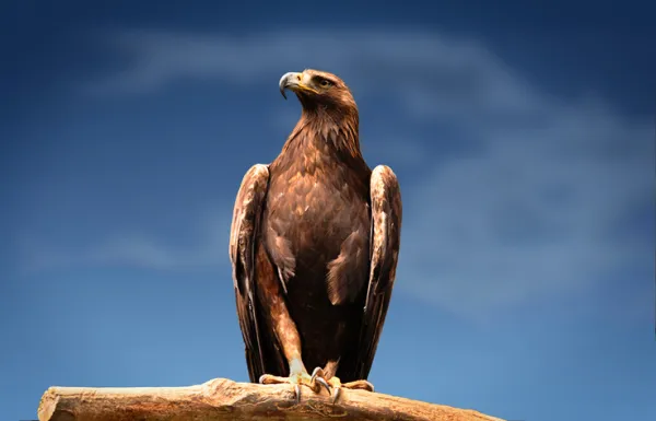 aguila_real_caracteristicas_2723_0_600.webp
