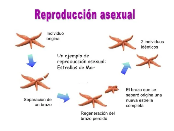 7.webp