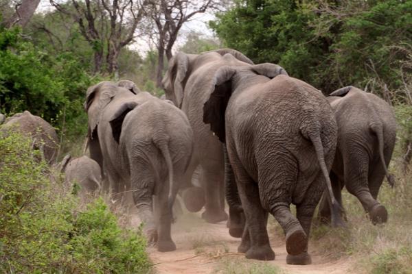Cuáles son las diferencias entre elefantes africanos y asiáticos - Las patas y la cola de los elefantes asiáticos y africanos