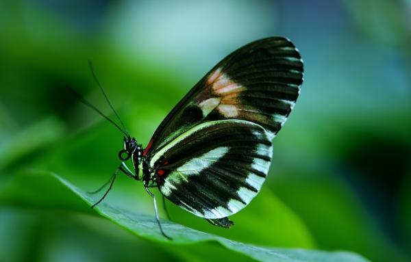 Mariposas: dónde viven y qué comen - Características de las mariposas