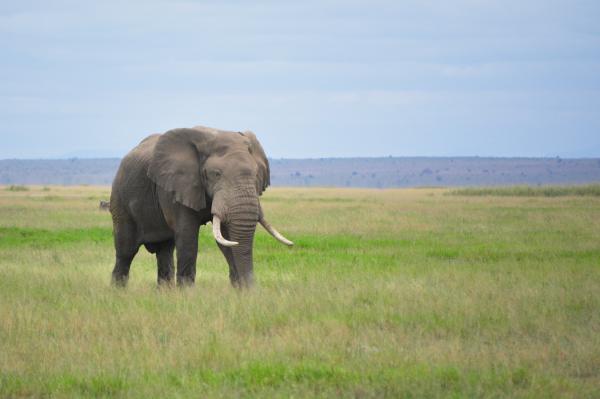 Cuáles son las diferencias entre elefantes africanos y asiáticos - Hábitat del elefante africano y del asiático