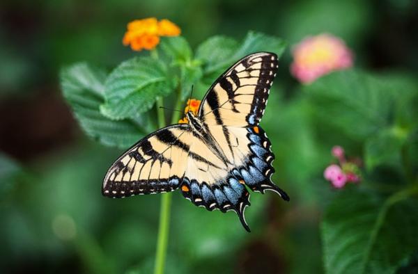 Mariposas: dónde viven y qué comen