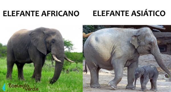 Cuáles son las diferencias entre elefantes africanos y asiáticos