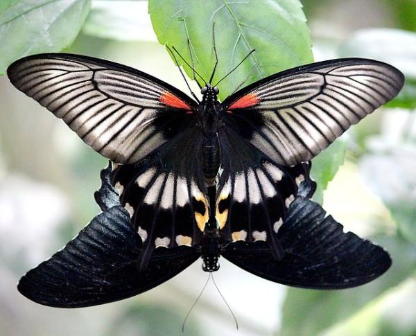 Mariposas: dónde viven y qué comen - Cómo se reproducen las mariposas