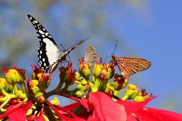 Mariposas: dónde viven y qué comen - Dónde viven las mariposas