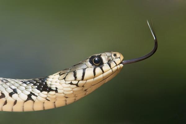 Características de los reptiles para niños