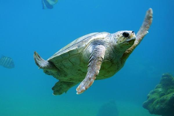 Tipos de tortugas marinas y sus características - Tortuga boba o caguama