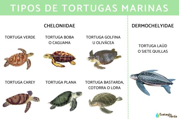 Tipos de tortugas marinas y sus características