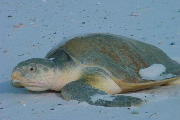 Tipos de tortugas marinas y sus características - Tortuga olivácea