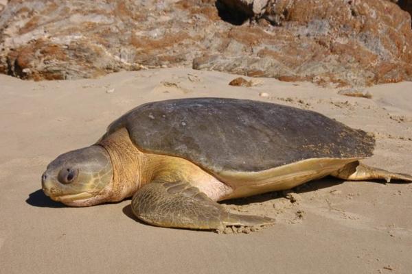 Tipos de tortugas marinas y sus características - Tortuga plana