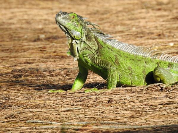 Características de los reptiles para niños - Qué características tienen los reptiles