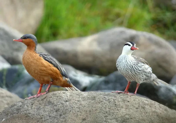 2025091577397932.webp 11.webp