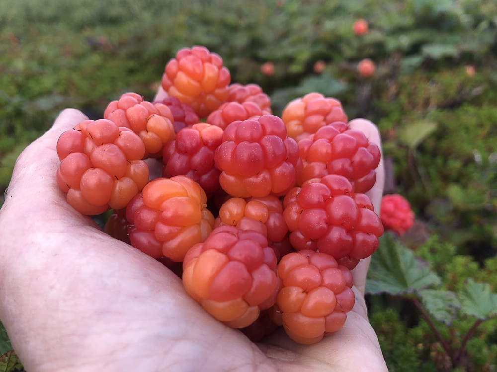 云莓（Rubus chamaemorus）：来自极地苔原的黄金浆果