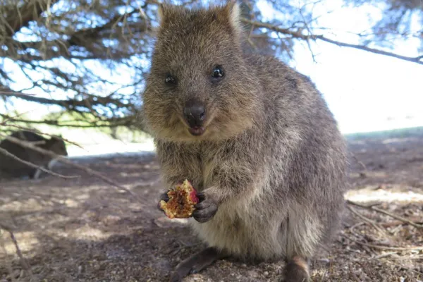 短尾矮袋鼠（Quokka）：世界上最快乐的动物