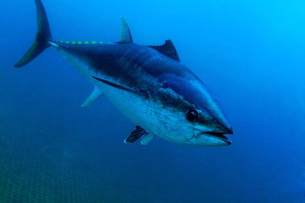 Por qué el atún rojo está en peligro de extinción