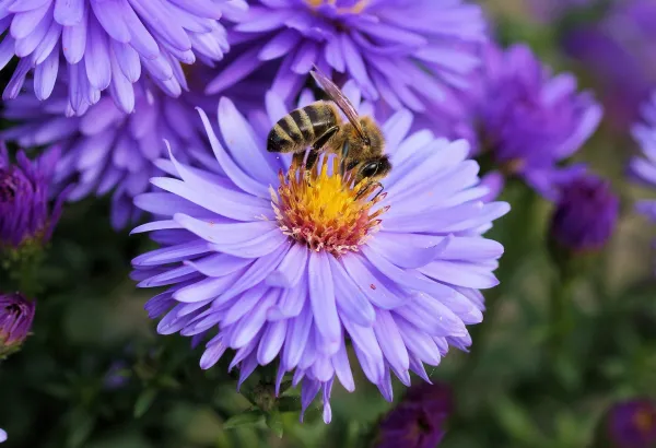 16.webp
