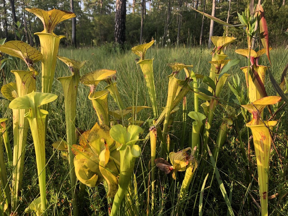 黄瓶子草（Sarracenia flava）：湿地里的黄金捕虫瓶