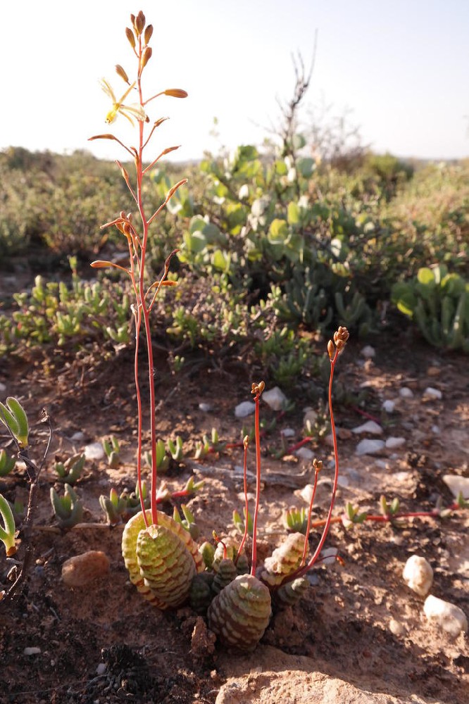 布尔宾（Bulbine bruynsii）：隐于沙砾间的南非奇珍