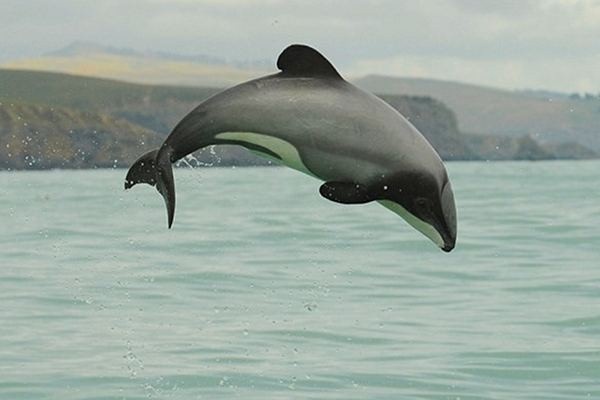 毛伊海豚