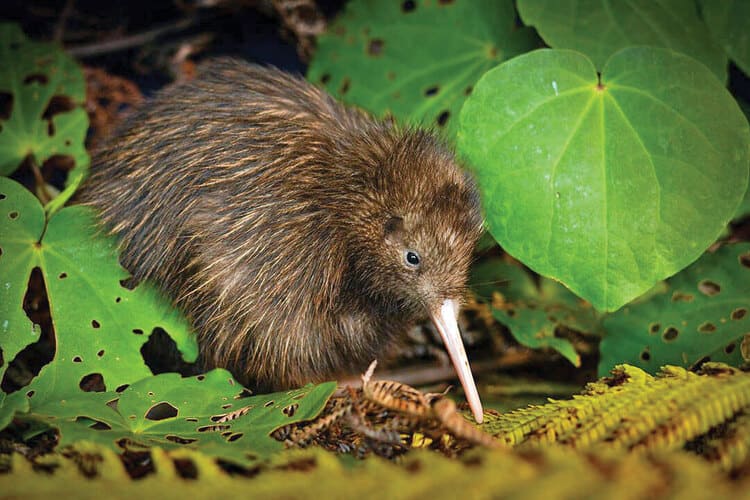 几维鸟（Kiwi，总述）