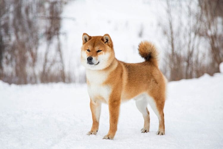 世界上最耐寒的十种犬种