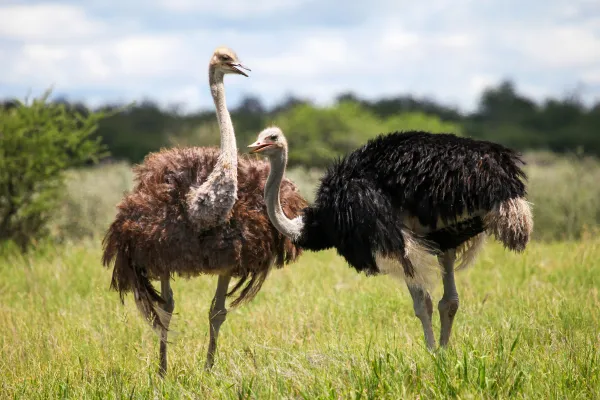 鸵鸟（Ostrich）：形态特征、分类类型、分布栖息地与食性